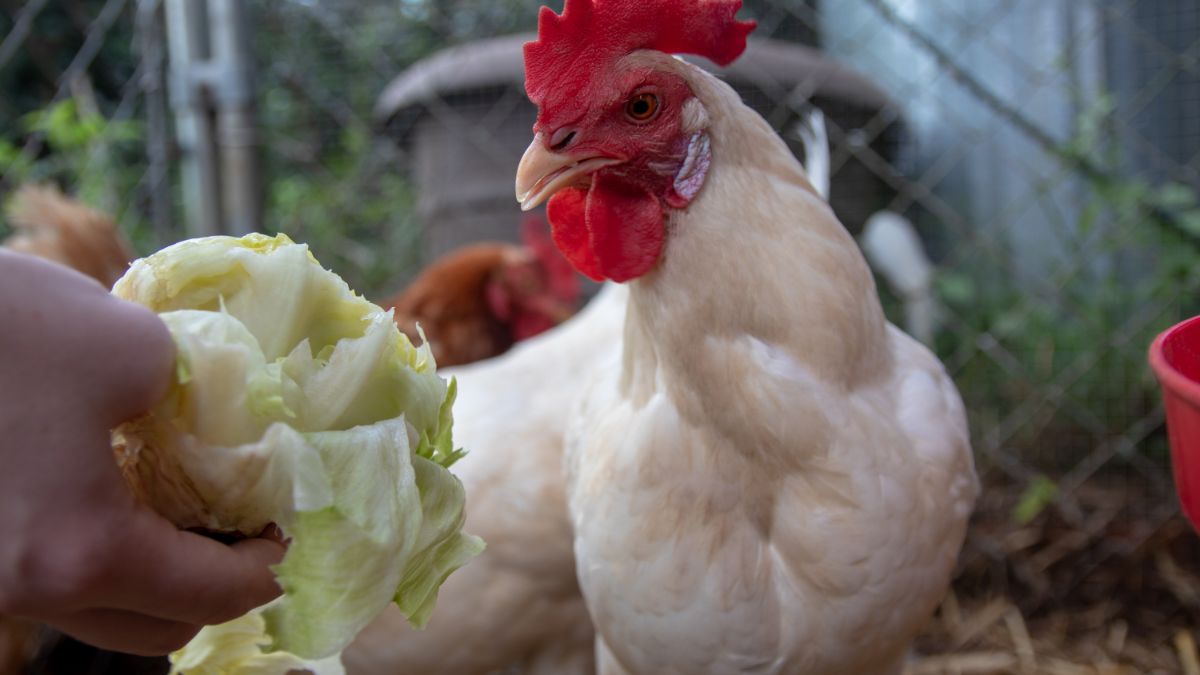 California white chicken looking at a lettuce head held by hand.