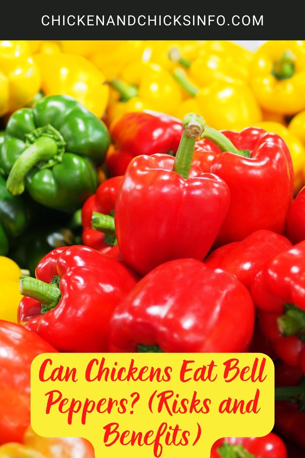 Can Chickens Eat Bell Peppers? (Risks and Benefits) poster.
