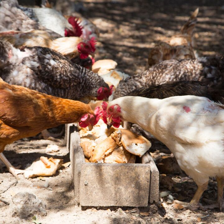 Why Do Chickens Roll in Dirt? (Dust Baths Explained) Chicken & Chicks