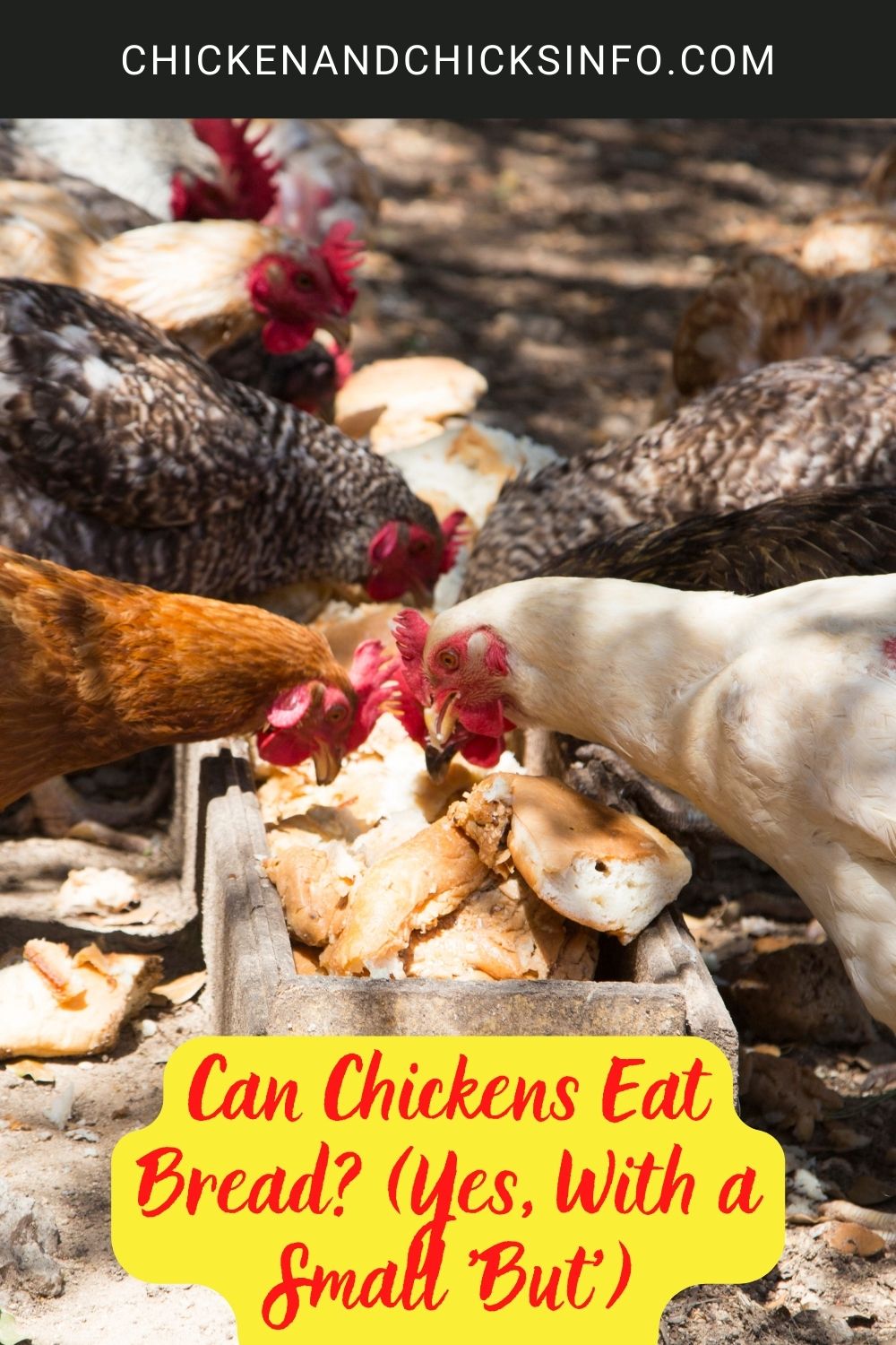 Can Chickens Eat Bread? (Yes, With a Small 'But') poster.
