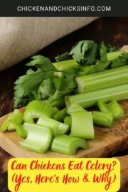 Can Chickens Eat Celery? (Yes, Here's How & Why) - Chicken & Chicks Info