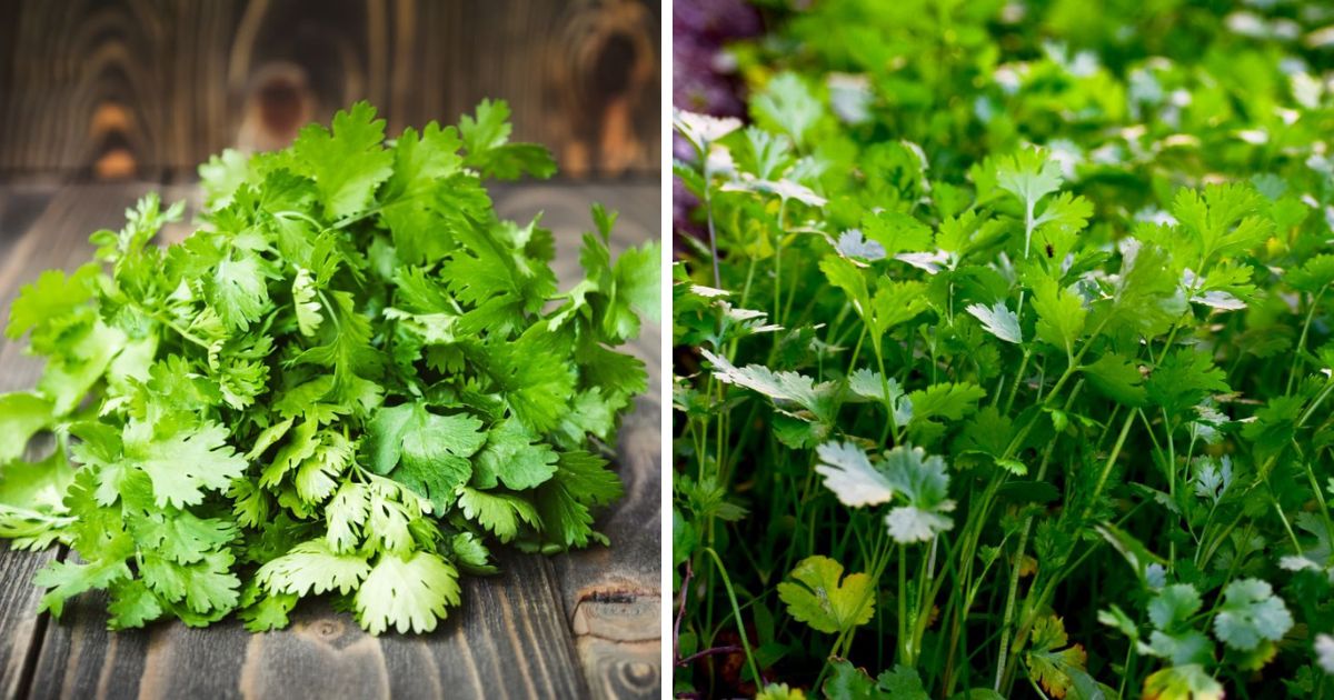 Can Chickens Eat Cilantro? (and Corriander) Chicken & Chicks Info