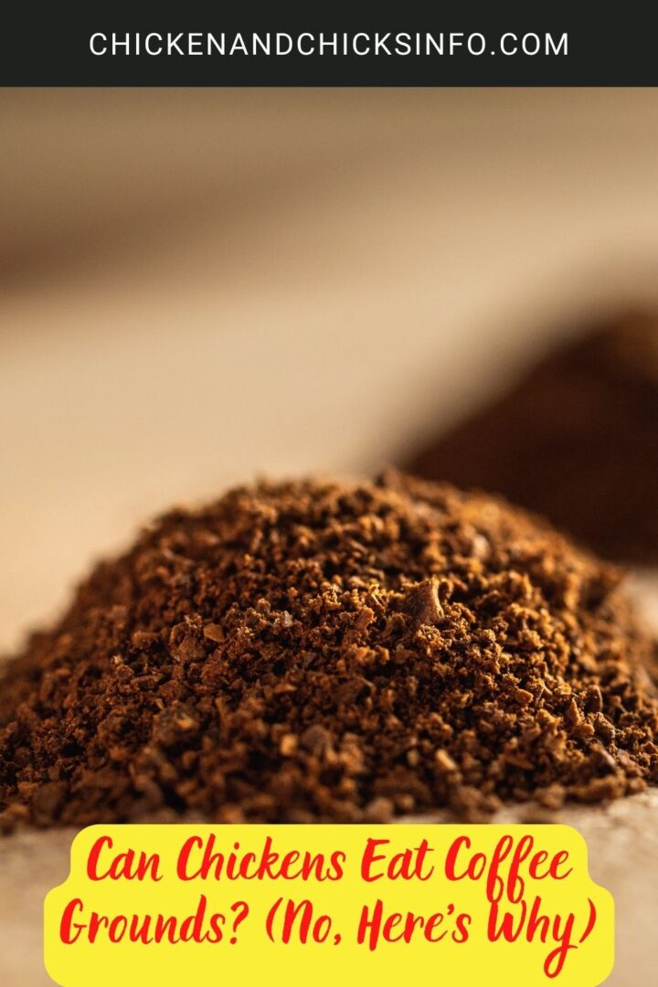 Can Chickens Eat Coffee Grounds? (No, Here's Why) Chicken & Chicks Info