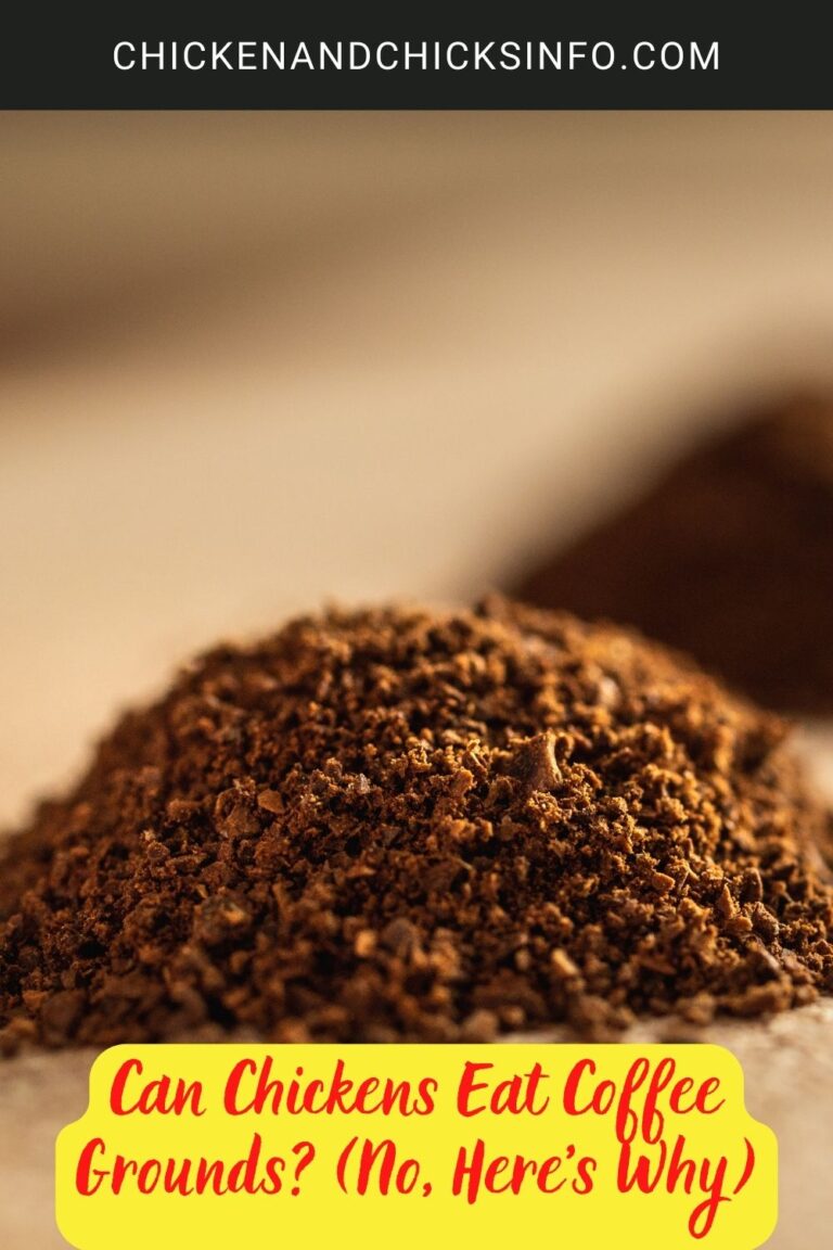 Can Chickens Eat Coffee Grounds? (No, Here's Why) Chicken & Chicks Info