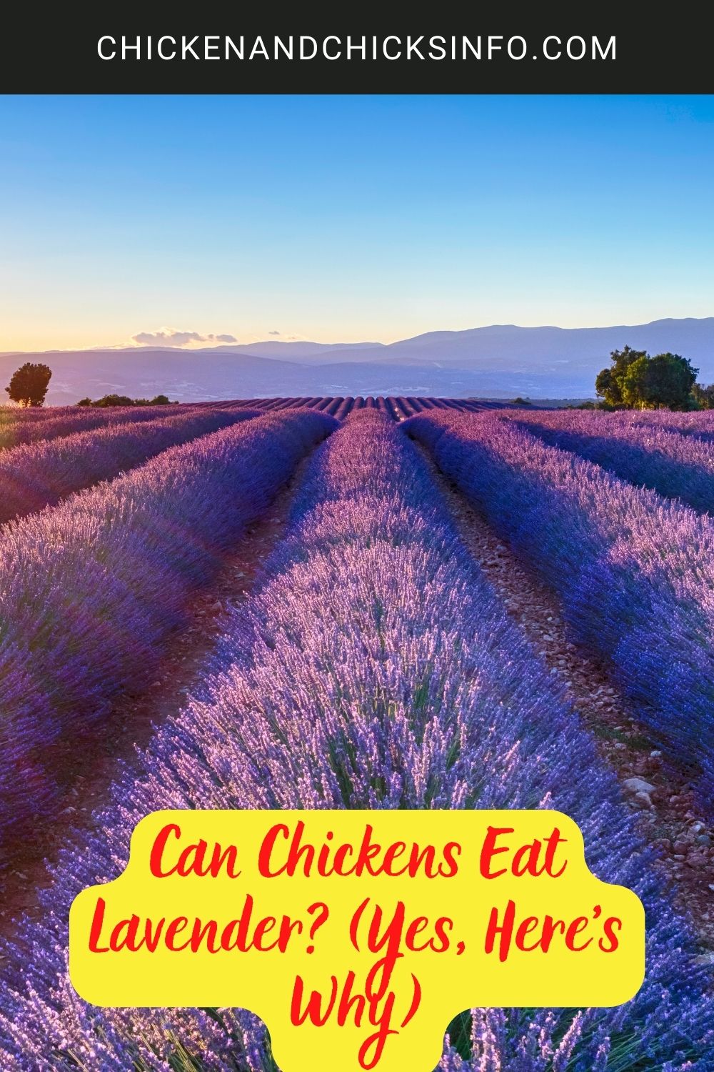 Can Chickens Eat Lavender? (Yes, Here's Why) poster.
