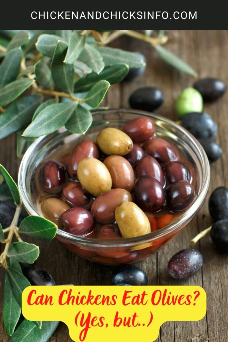 Can Chickens Eat Olives? (Yes, but..) Chicken & Chicks Info