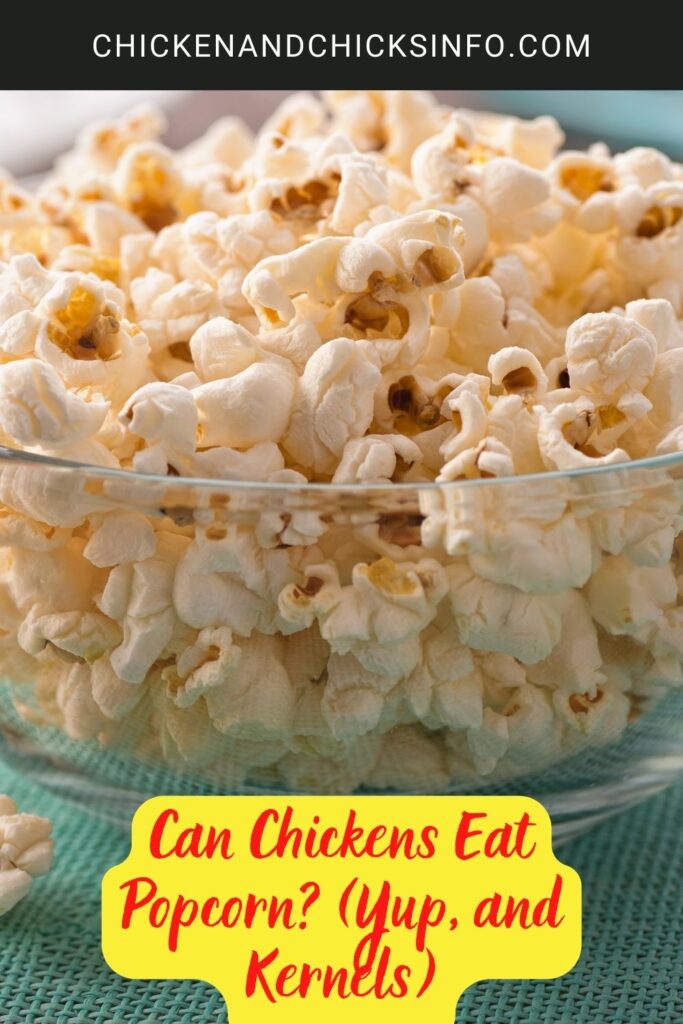 Can Chickens Eat Popcorn? (Yup, and Kernels) Chicken & Chicks Info