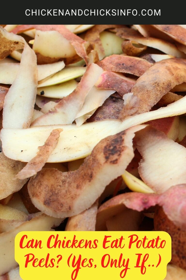 Can Chickens Eat Potato Peels? (Yes, Only If..) Chicken & Chicks Info