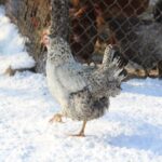 Gray chicken walking on s snow-covered ground.