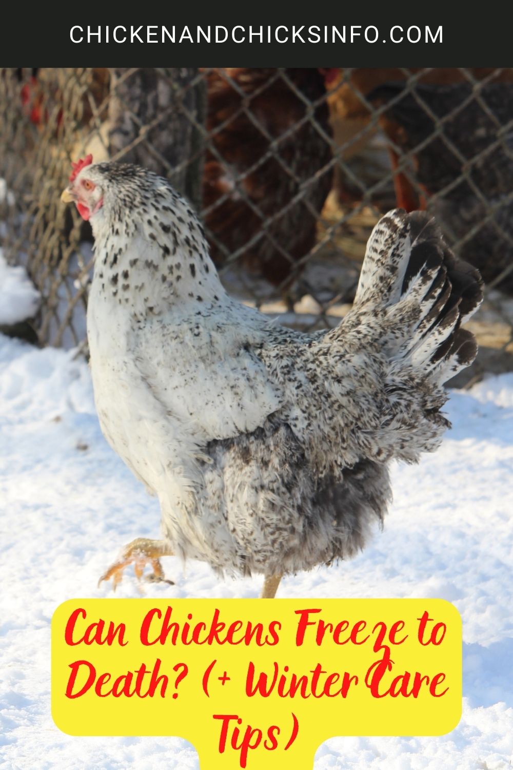 Can Chickens Freeze to Death? (+ Winter Care Tips) poster.
