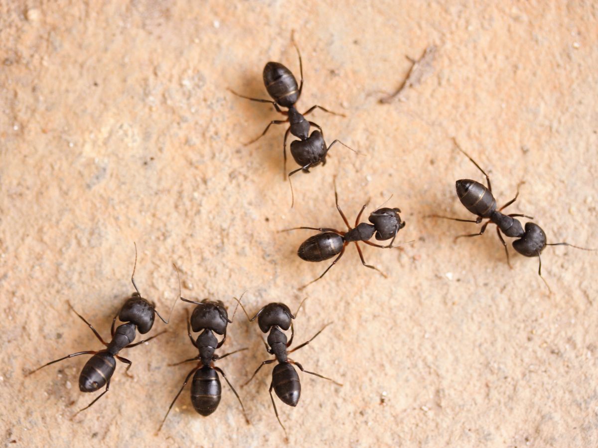 Bunch of carpenter ants.