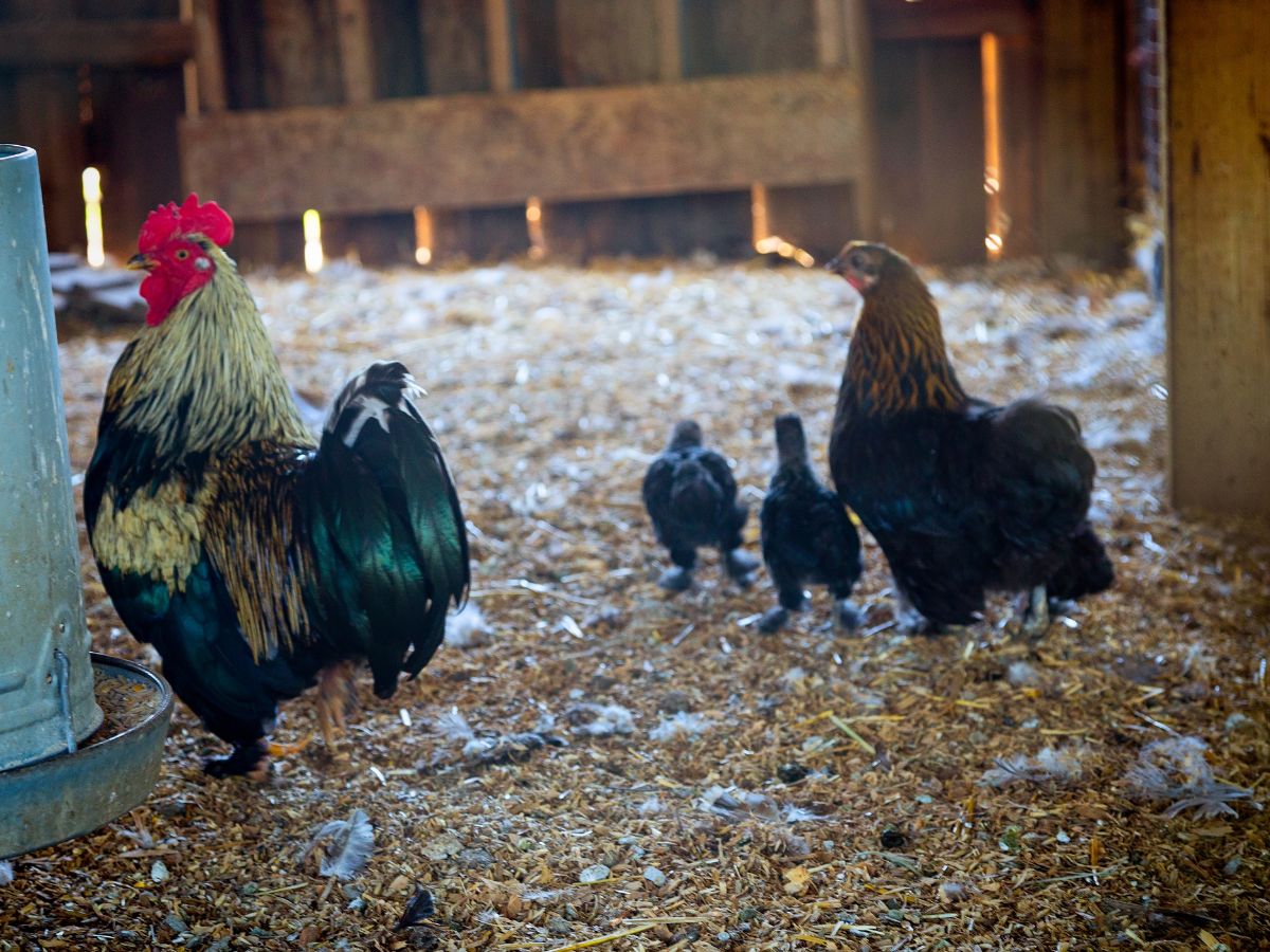 Rooster with a chicken and chicks inside of a coop.