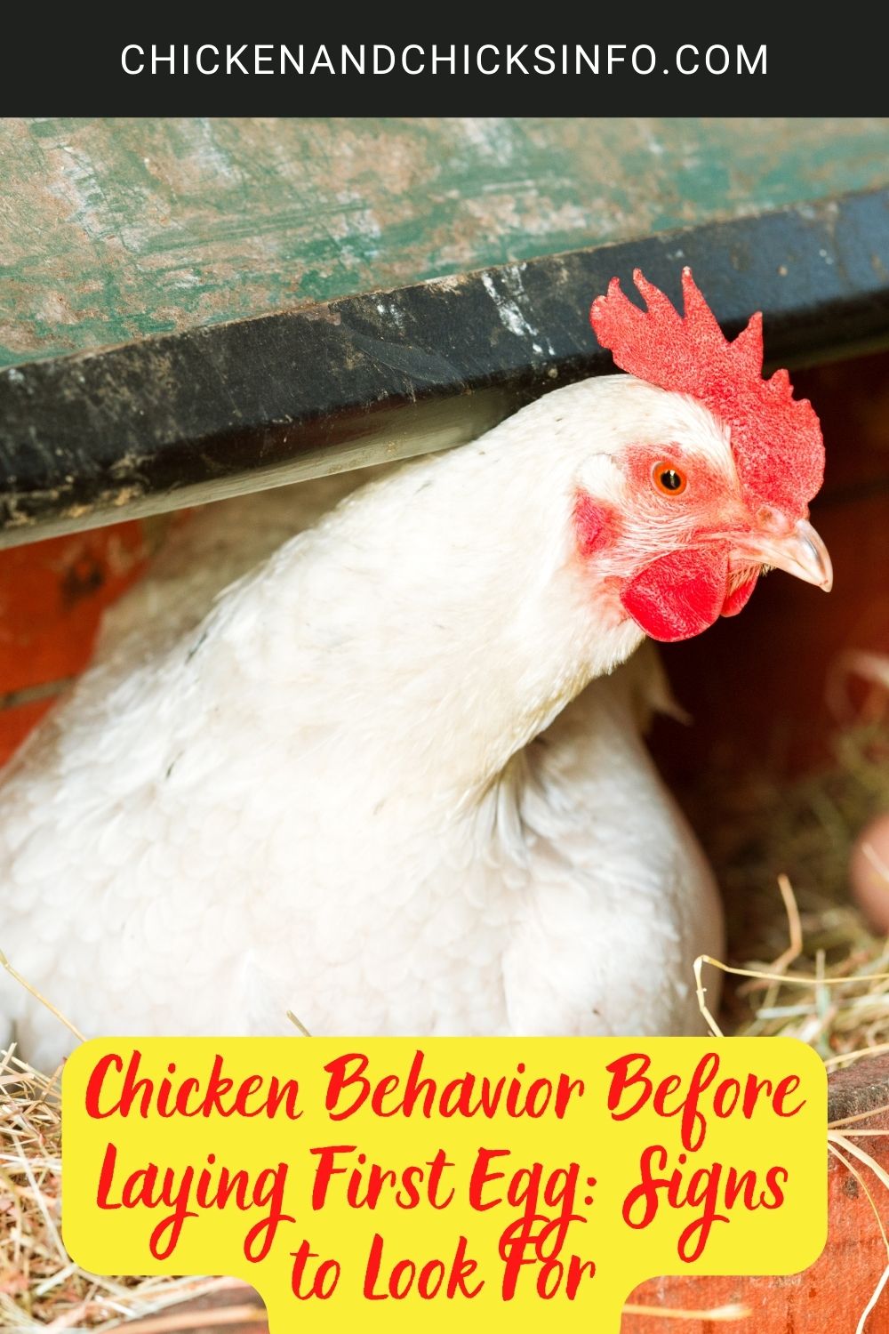 Chicken Behavior Before Laying First Egg: Signs to Look For poster.
