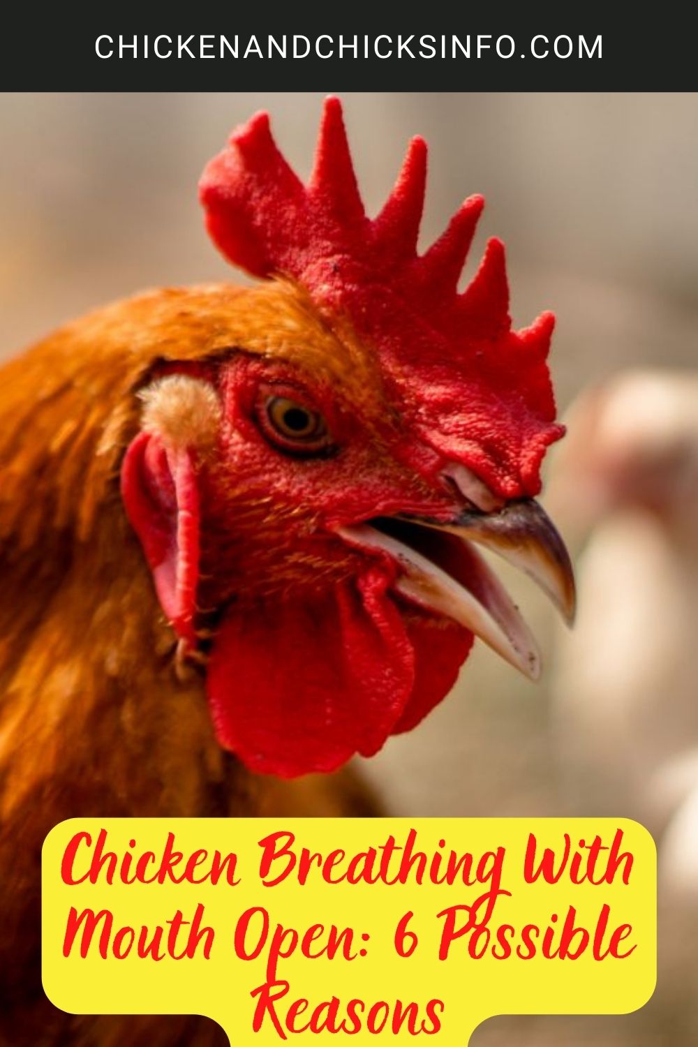 Chicken Breathing With Mouth Open: 6 Possible Reasons poster.
