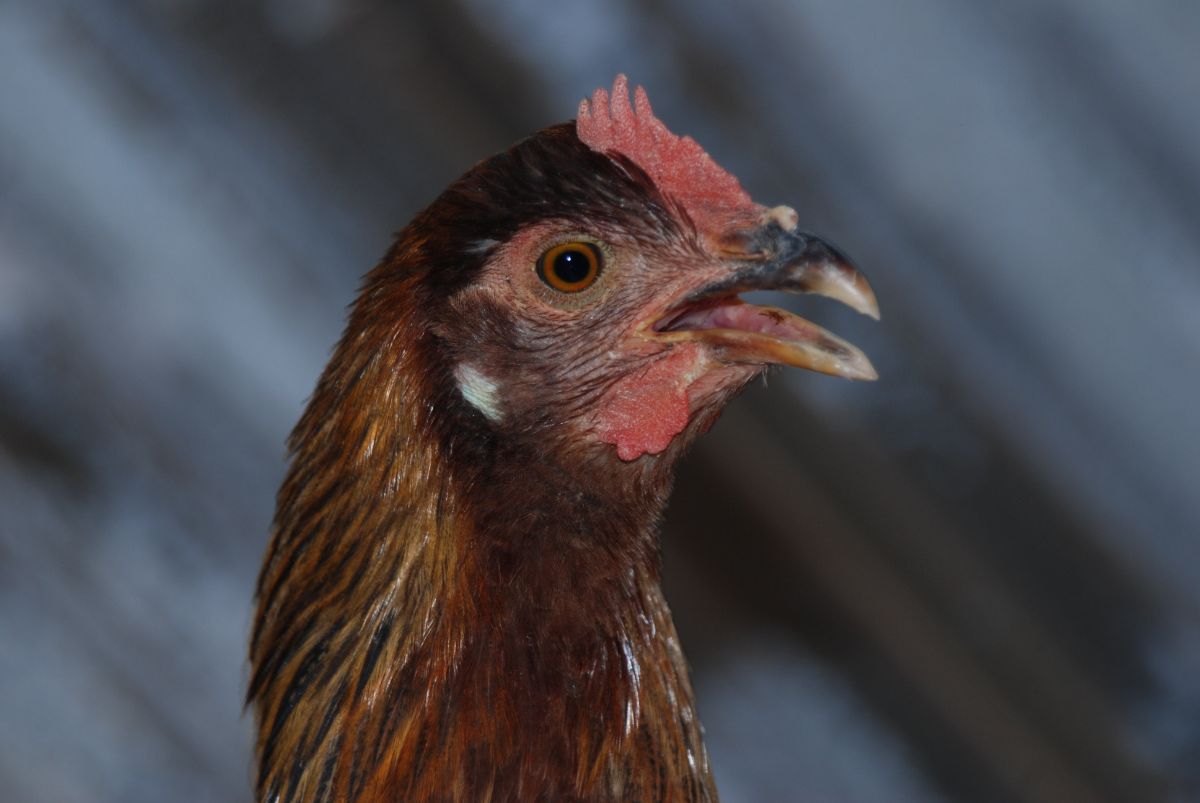 CLose-up of a brown chicken with an open mouth.