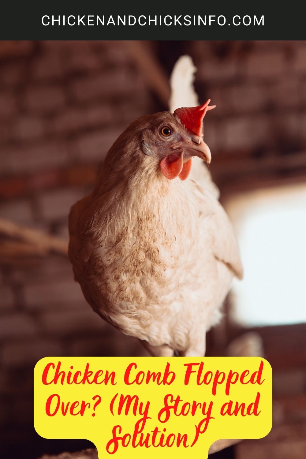 Chicken Comb Flopped Over? (My Story and Solution) poster.
