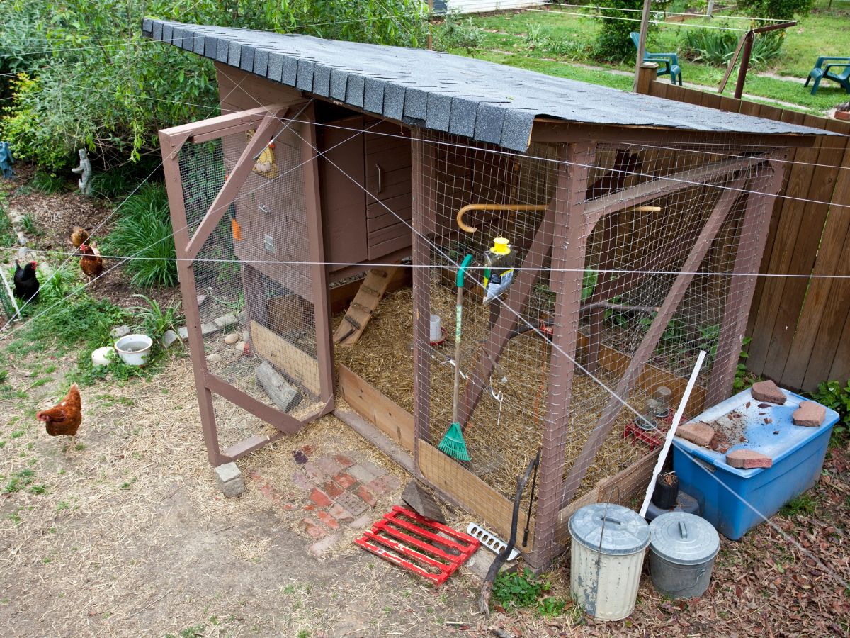 Wooden backyard chicken coop.