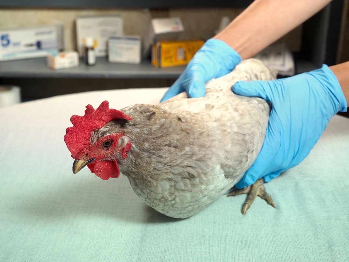 Hands with gloves holding a chicken on a table.
