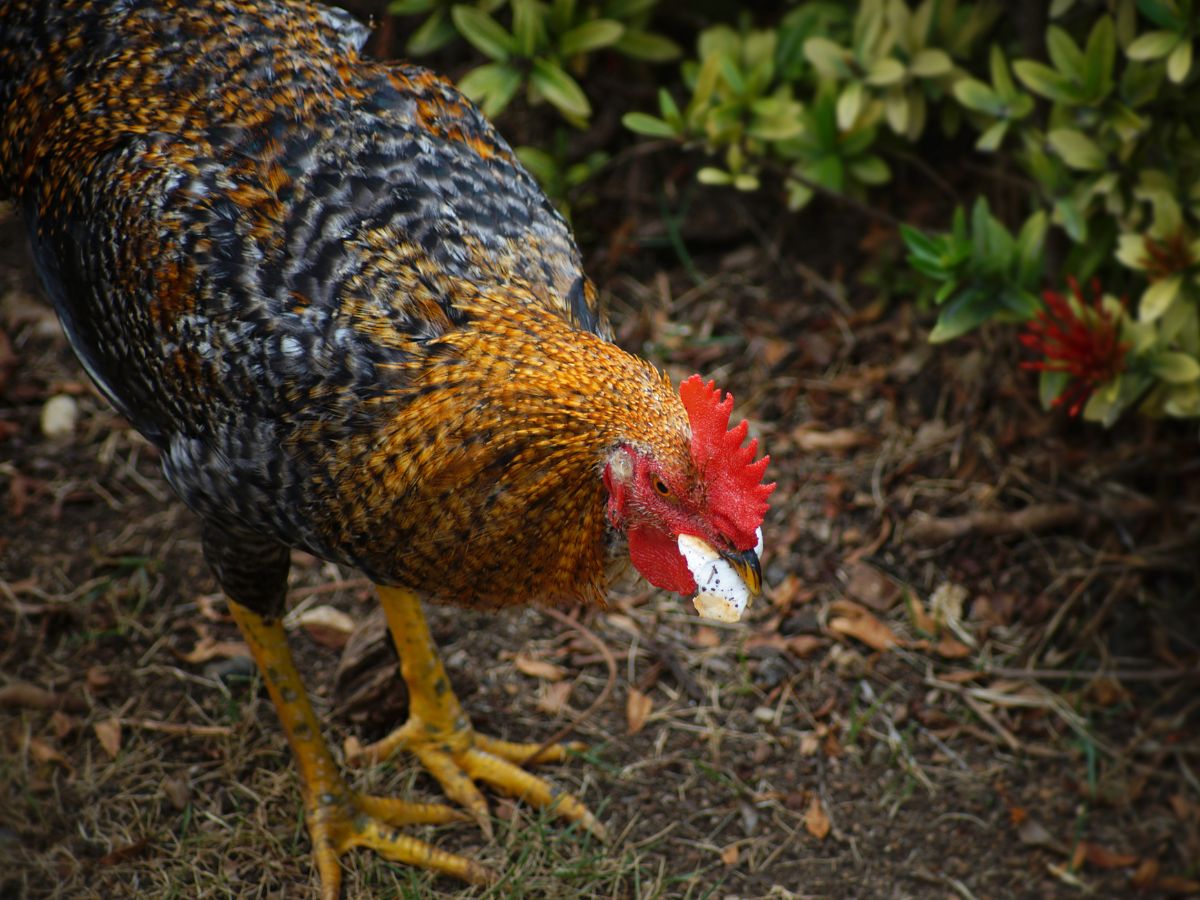 Colorful chicken eating a piece of bread.
