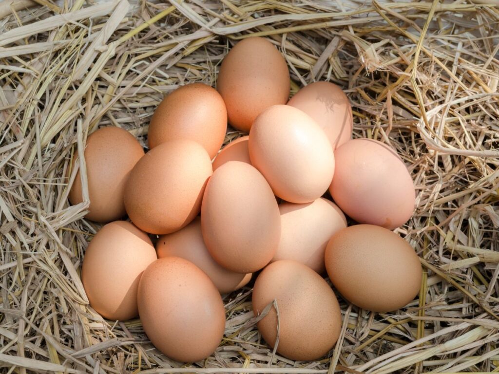 Why Are My Chickens Laying Small Eggs? 4 Common Reasons Chicken