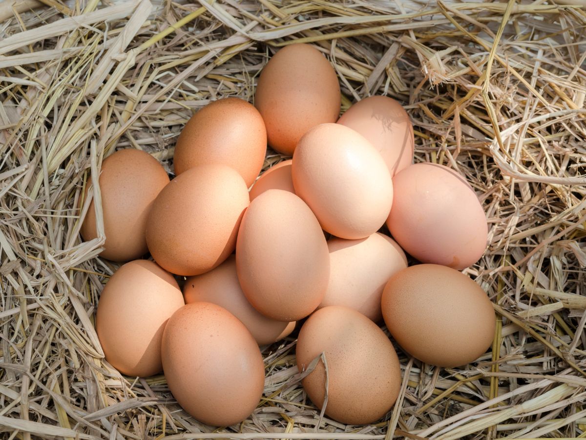 Bunch of fresh brown chicken eggs in a nest.