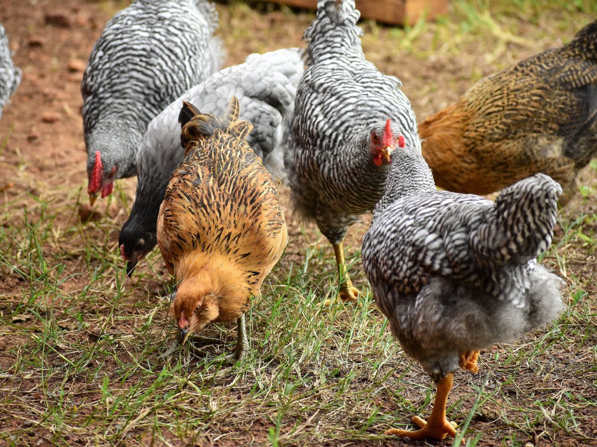 Chicken flock feed on backyard pasture.