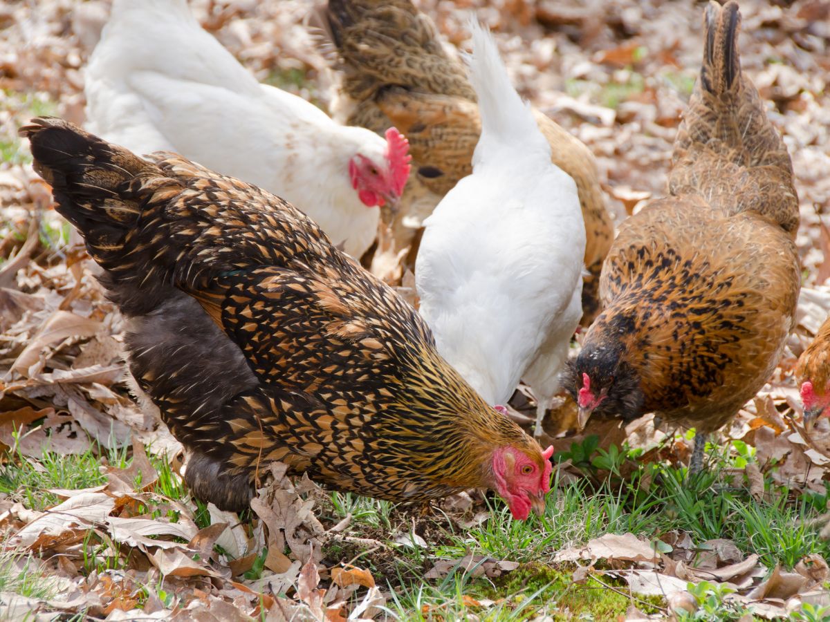 Four different chickens feed on pasture.