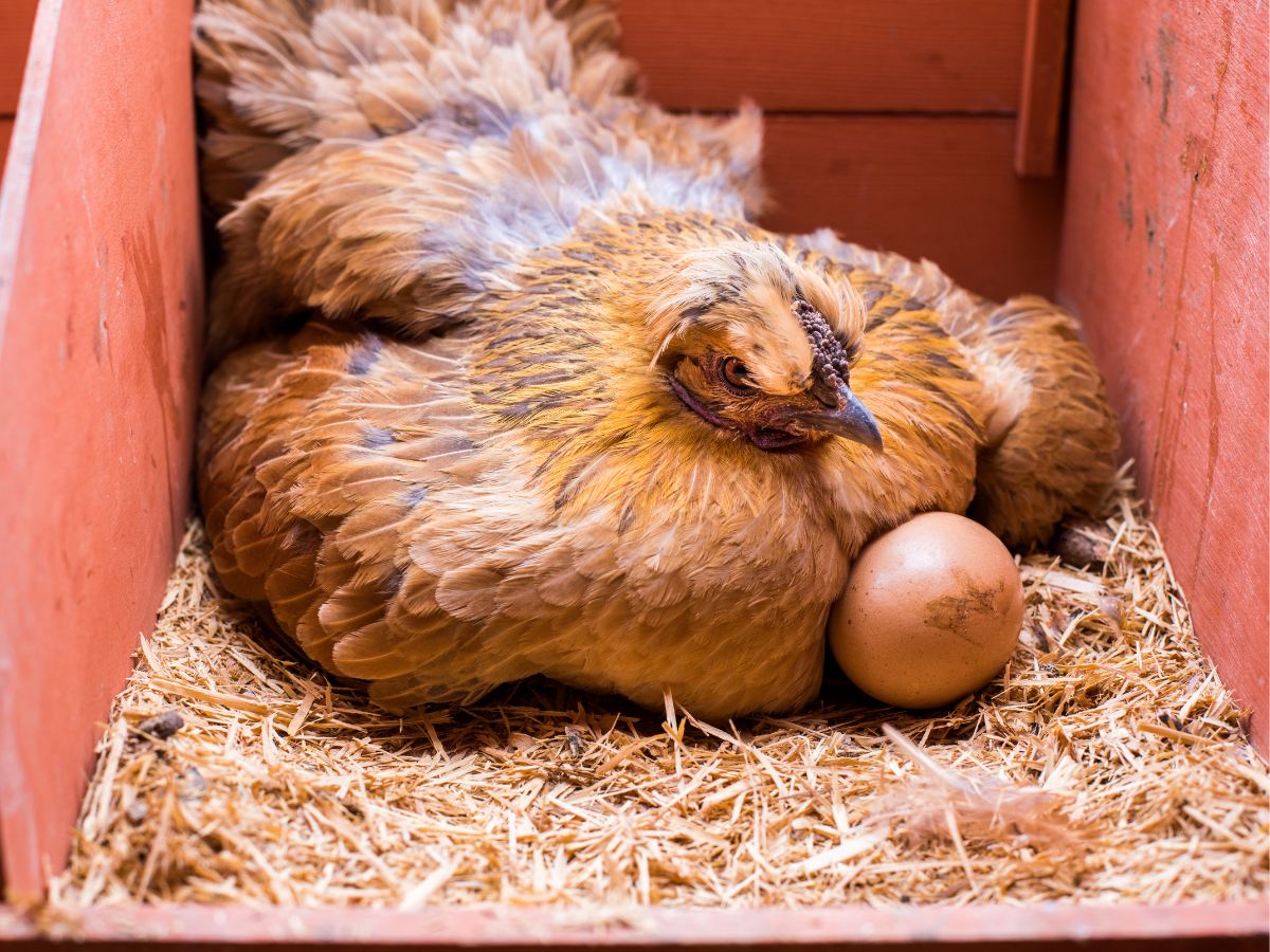 Brown chicken lay an egg in a nest.