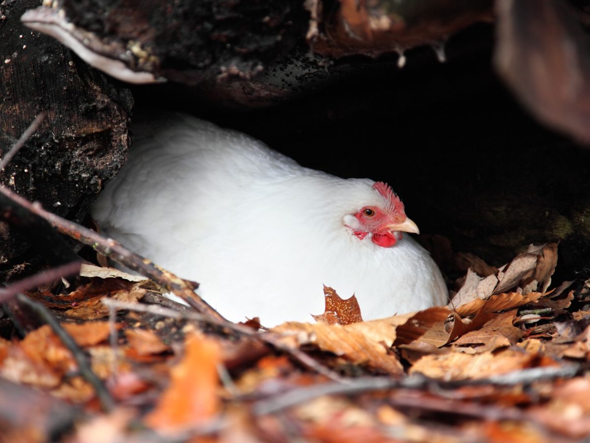 White chicken lying in a nest.