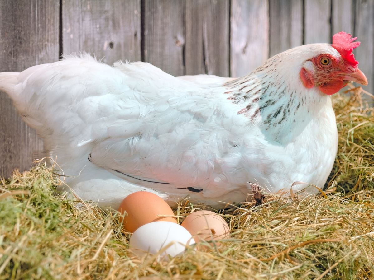 White chicken lying in a straw bedding in a coop next to chicken eggs.