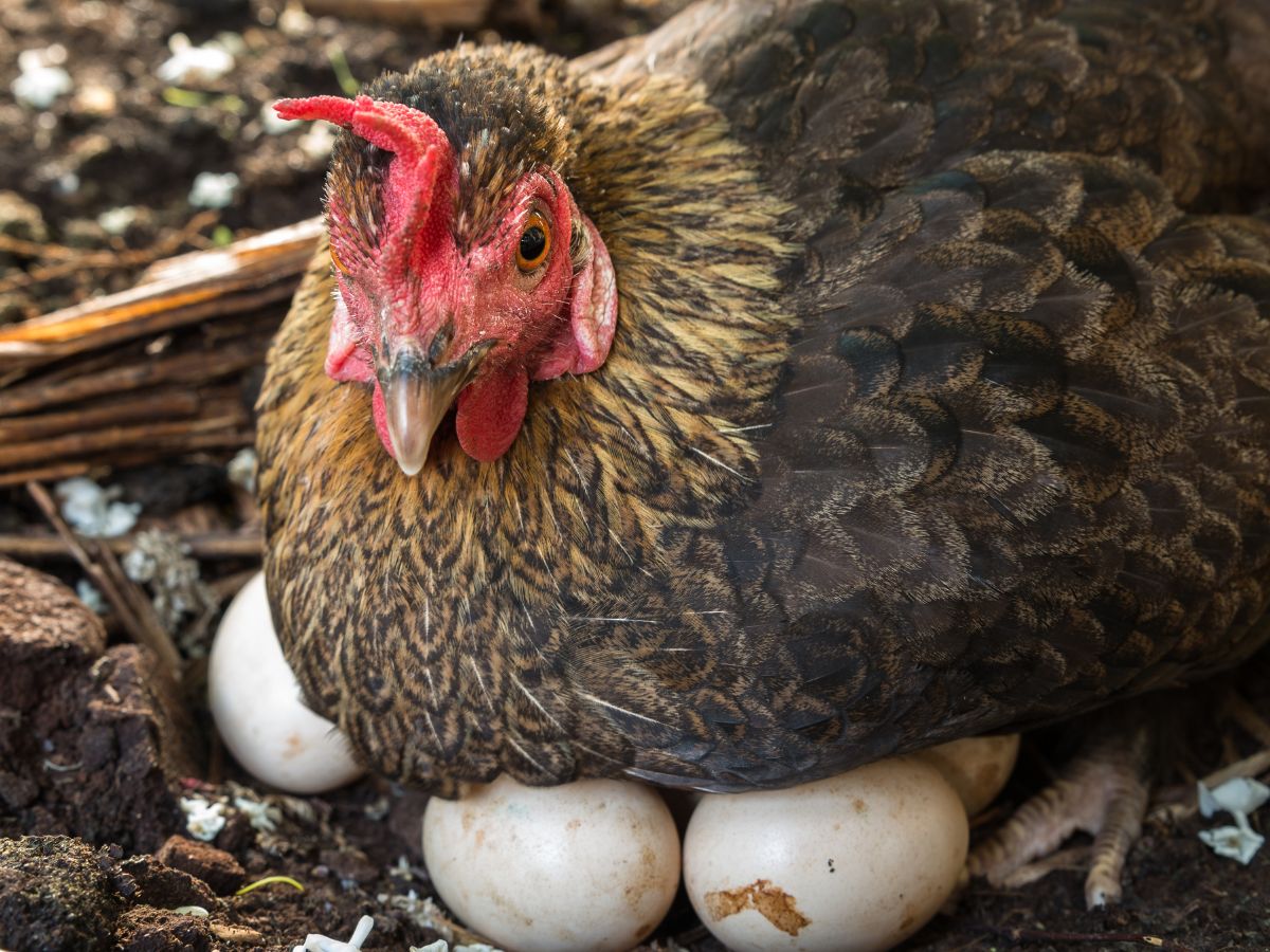 Gray hen sitting on her eggs.