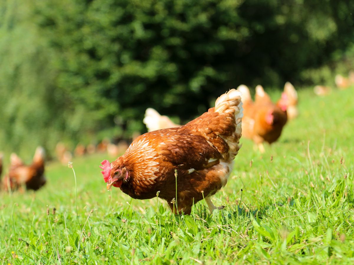 Bunch of brown chickens on a green meadow.