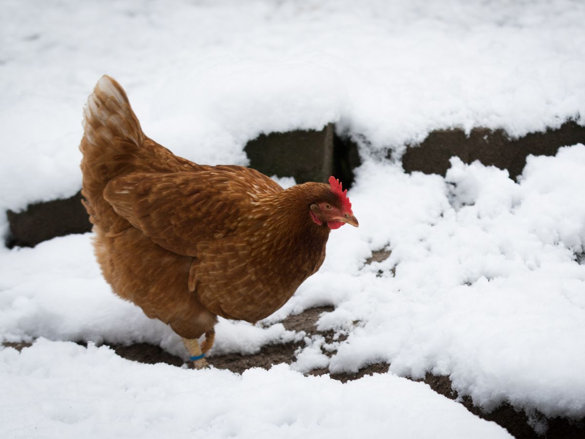 Brown chicken standing on the snow-covered ground.