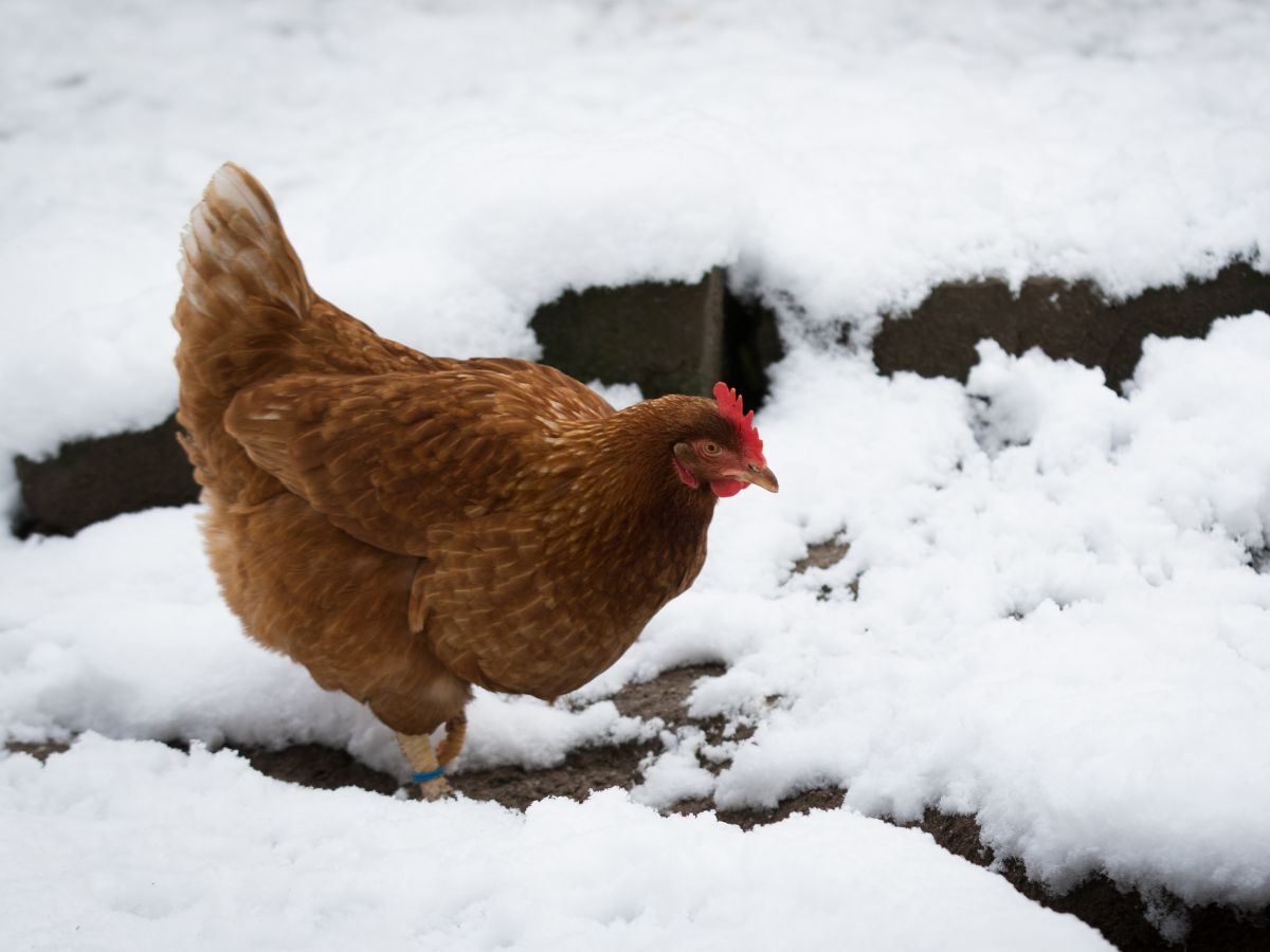 Brown chicken walking on snow-covered ground.