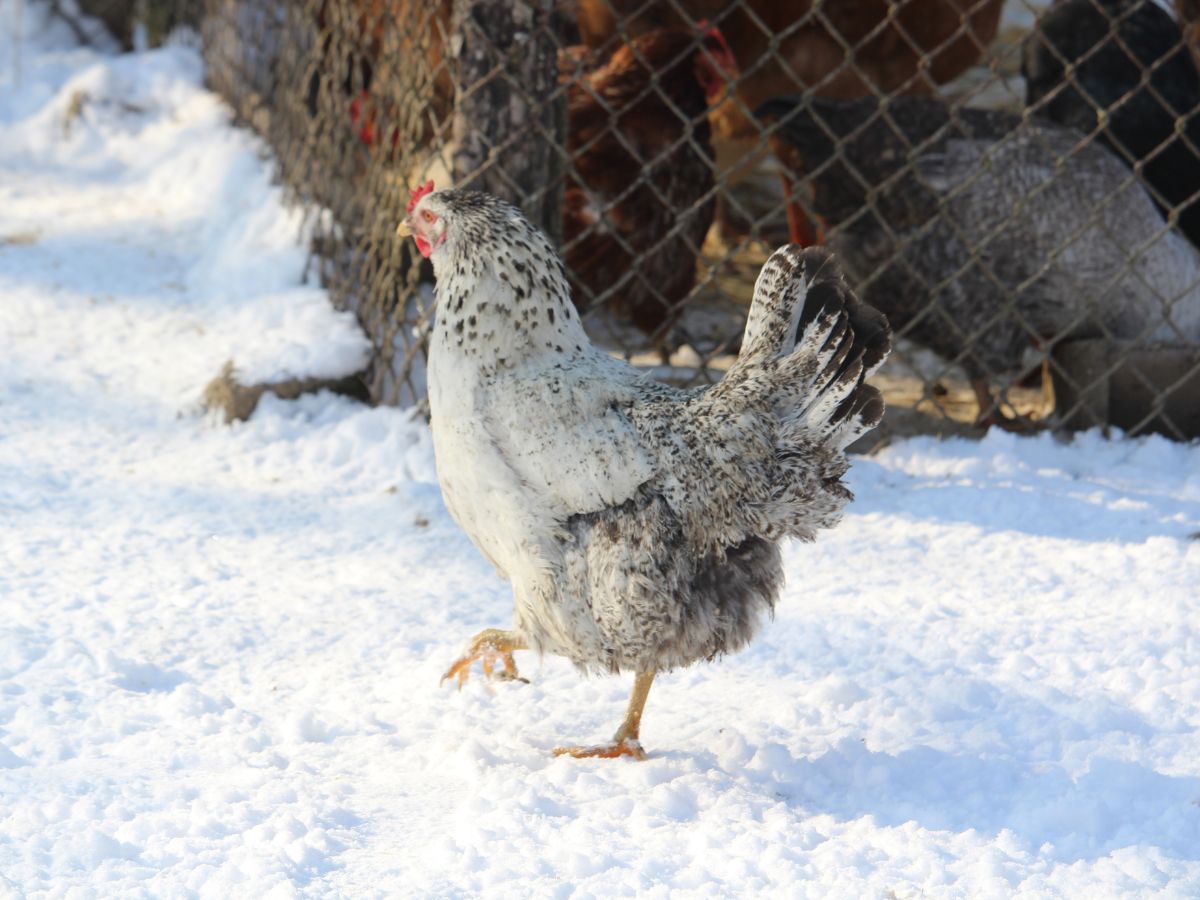 Gray chicken walking on the snow-covered ground.