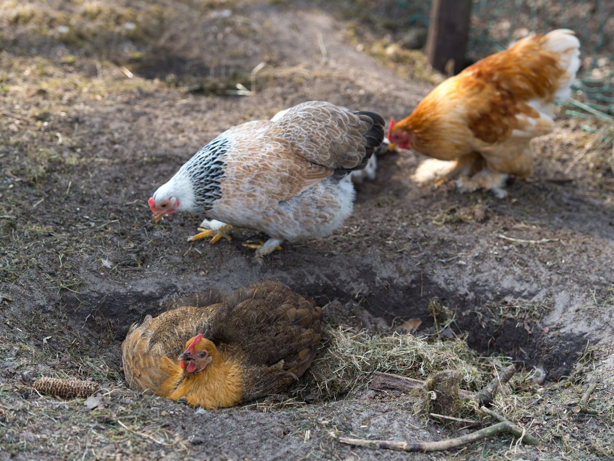 One brown chicken taking a dust bath next to two other chickens.