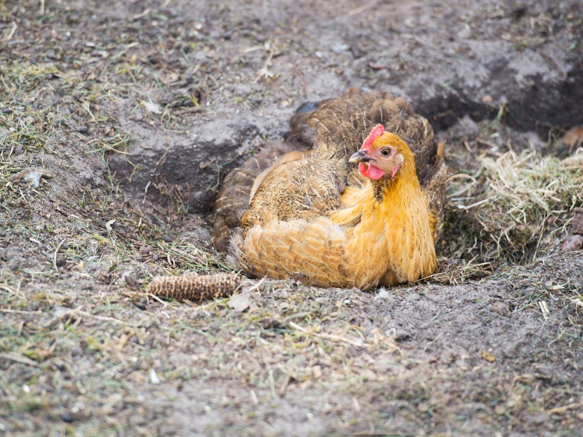 Brown chicken taking a dust bath.