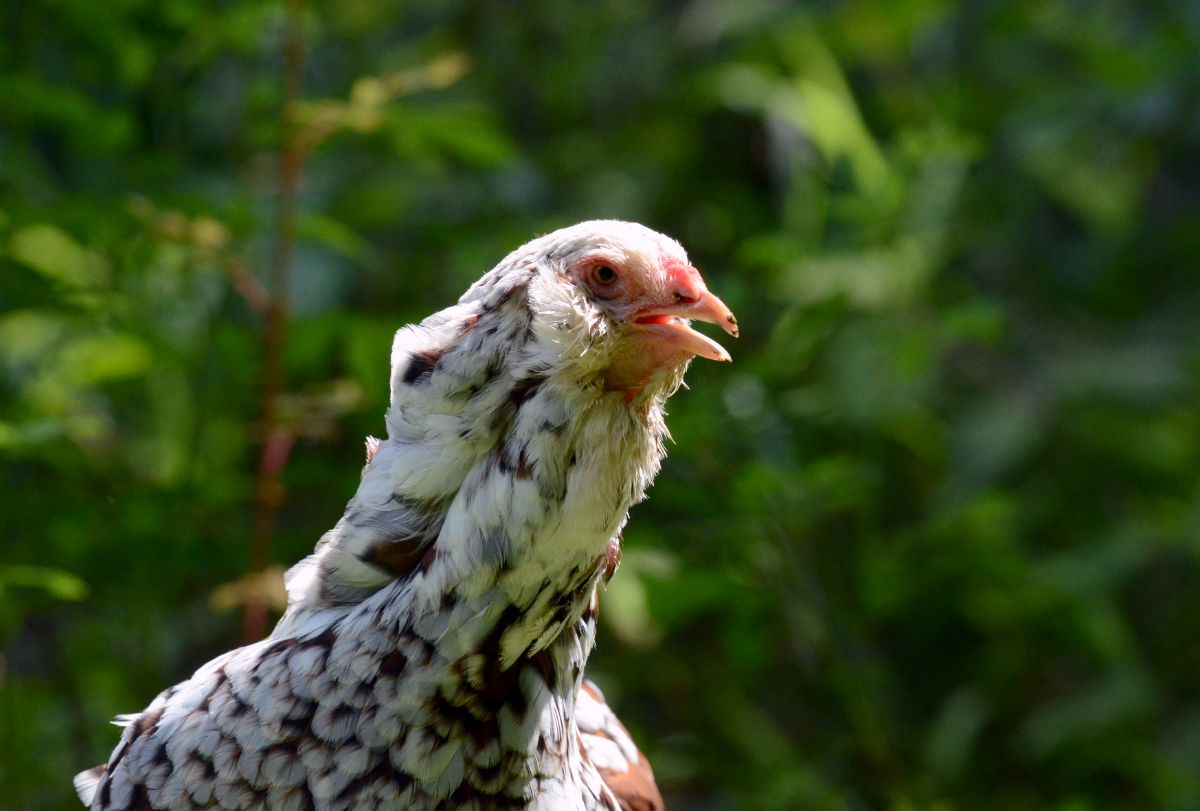 Close-up of a chicken with an open mouth.