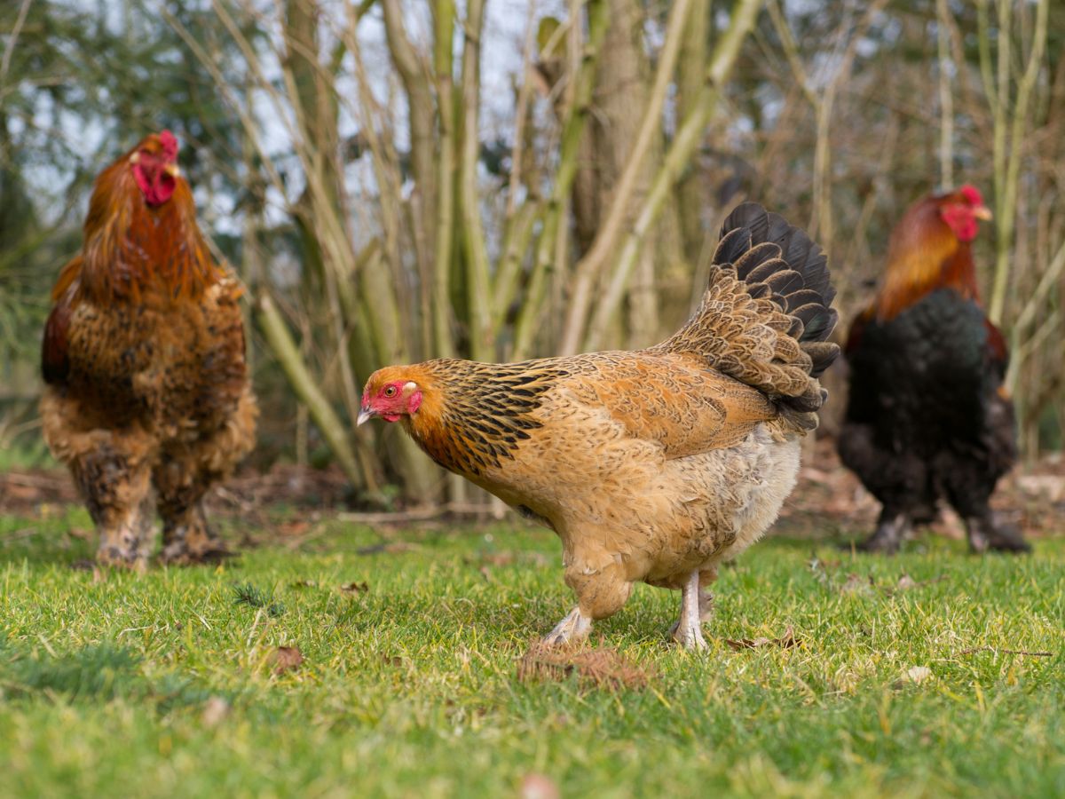 Beautiful colorful chickens on pasture.