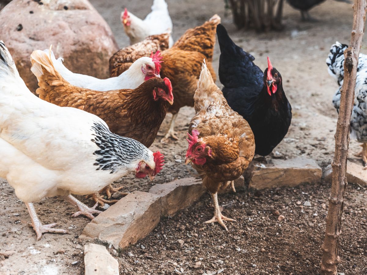 Chicken flock wandering in a backyard.