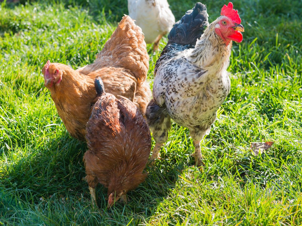 Four chickens eating on pasture.