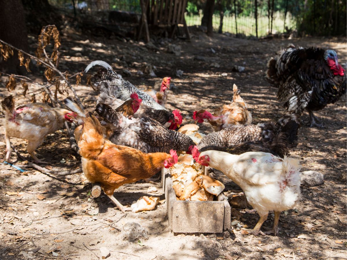 Bunch of chickens eating pieces of bread in through in a backyard.