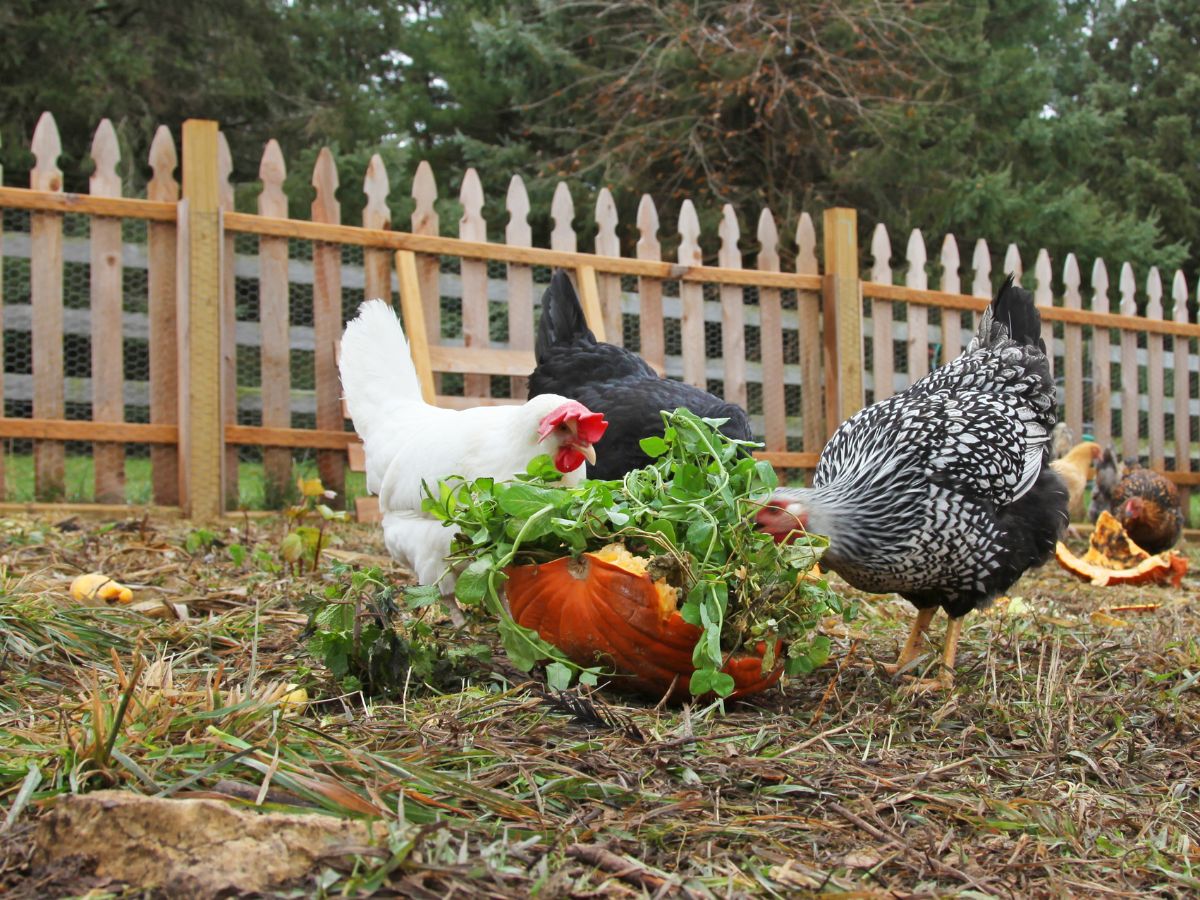 Bunch of chickens eating vegetable scraps in a backyard.