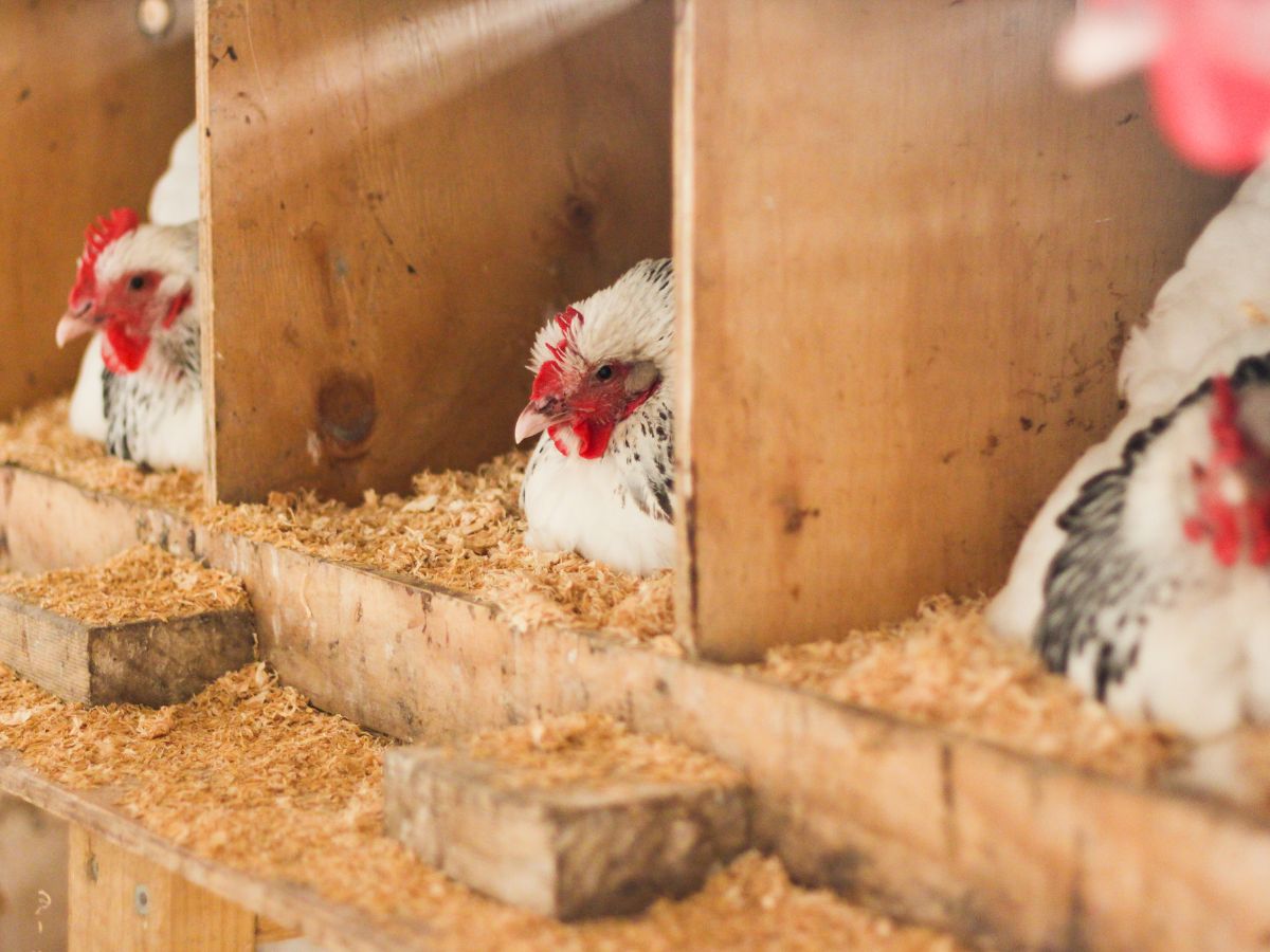 Three chickens laying eggs in boxes.