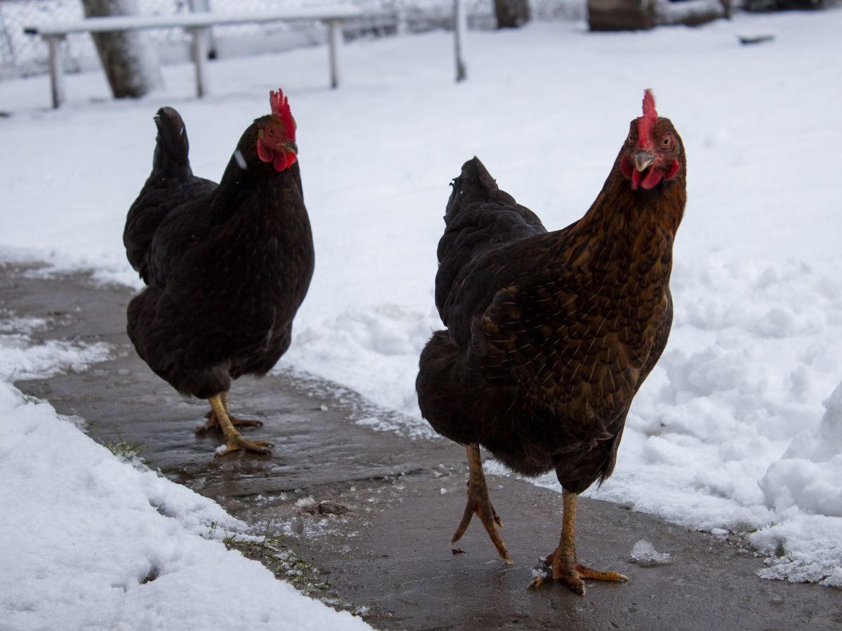 Two brown chickens walking on a pavement in the winter.