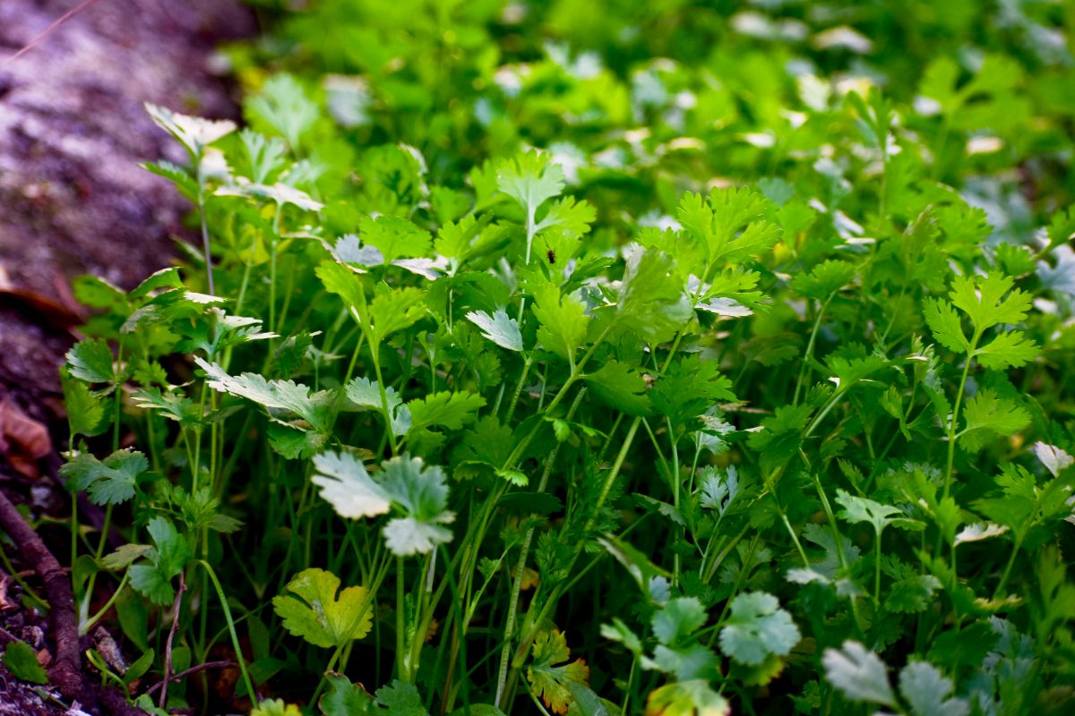 Fresh organic cilantro growing in a pot.