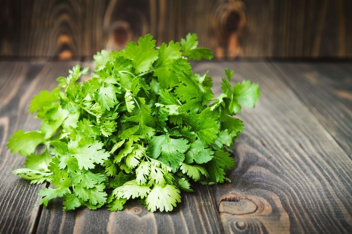Fresh cilantro on a wooden table.