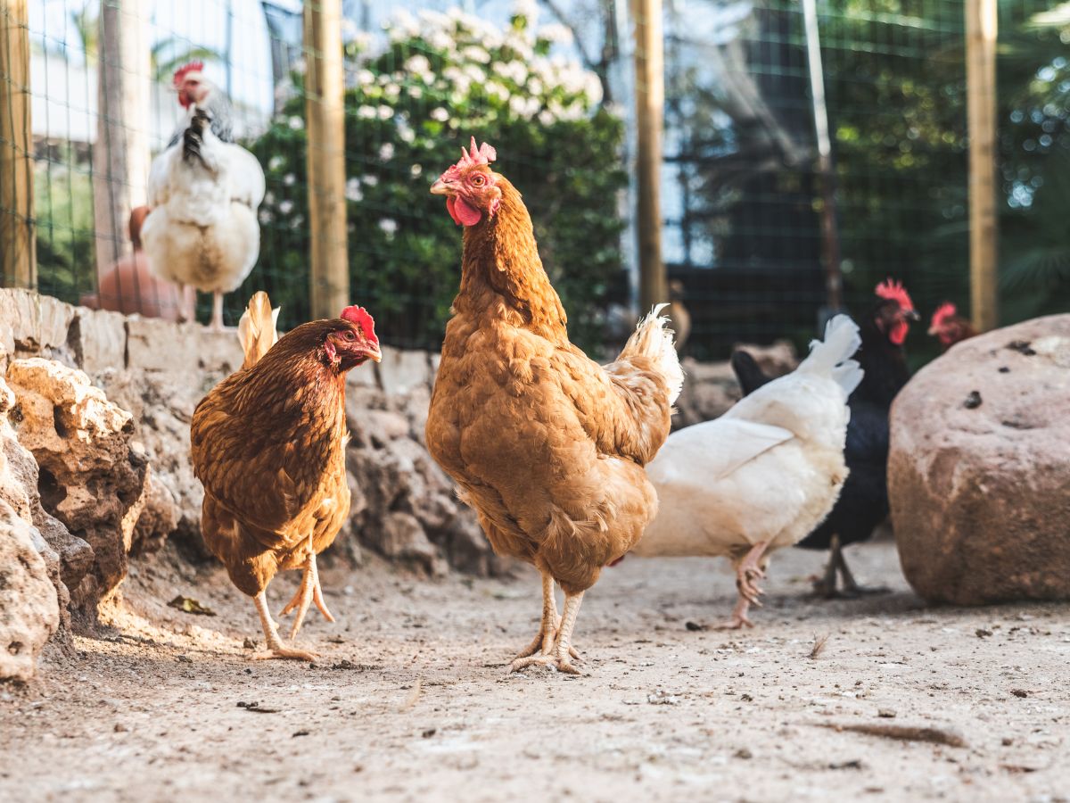 Colorful chickens wandering in a backyard.