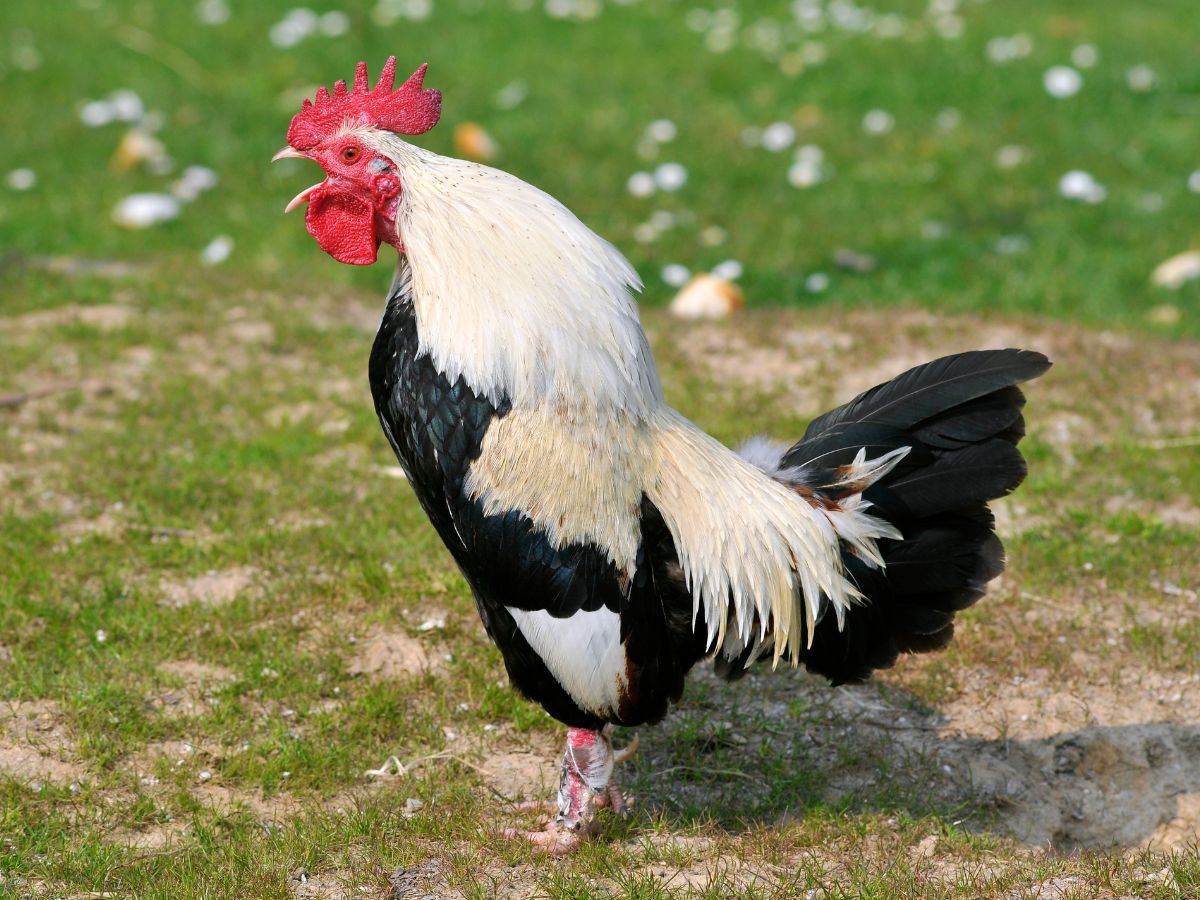 Black-white rooster crowing.