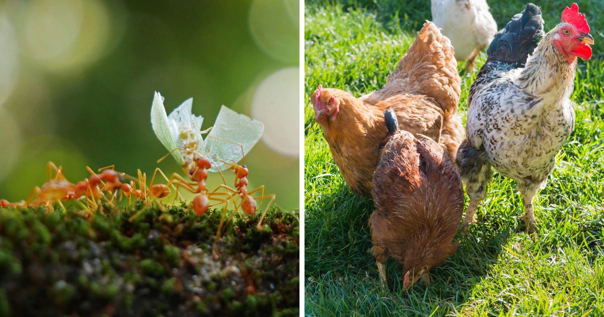 Do Chickens Eat Ants? (Pros & Cons of Eating Insects) Chicken